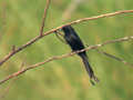 Drongo royal Dicrurus macrocercus