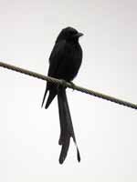 Drongo royal Dicrurus macrocercus