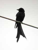 Drongo royal Dicrurus macrocercus