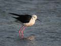 Échasse blanche Himantopus himantopus