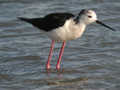 Échasse blanche Himantopus himantopus