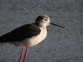 Échasse blanche Himantopus himantopus