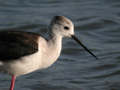 Échasse blanche Himantopus himantopus