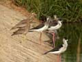 Échasse blanche Himantopus himantopus