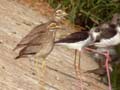 Échasse blanche Himantopus himantopus