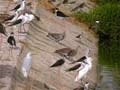 Échasse blanche Himantopus himantopus