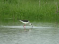 Échasse blanche Himantopus himantopus