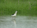 Échasse blanche Himantopus himantopus