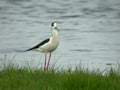 Échasse blanche Himantopus himantopus