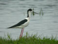 Échasse blanche Himantopus himantopus