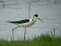 Échasse blanche Himantopus himantopus