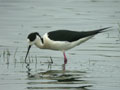 Échasse blanche Himantopus himantopus