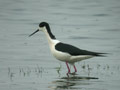 Échasse blanche Himantopus himantopus