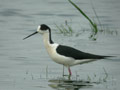 Échasse blanche Himantopus himantopus