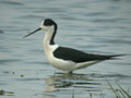 Échasse blanche Himantopus himantopus