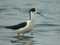 Échasse blanche Himantopus himantopus