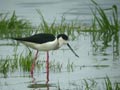 Échasse blanche Himantopus himantopus