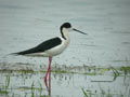 Échasse blanche Himantopus himantopus