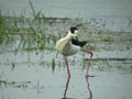 Échasse blanche Himantopus himantopus