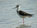 Échasse blanche Himantopus himantopus