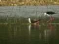 Échasse blanche Himantopus himantopus