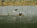 Échasse blanche Himantopus himantopus