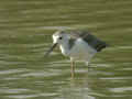 Échasse blanche Himantopus himantopus