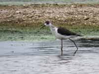 Échasse blanche Himantopus himantopus