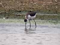 Échasse blanche Himantopus himantopus