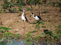 Échasse à queue noire Himantopus melanurus