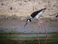 Échasse à queue noire Himantopus melanurus