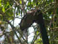 Écureuil géant oriental Ratufa bicolor