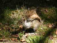 Écureuil gris Sciurus carolinensis