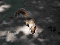 Écureuil gris Sciurus carolinensis