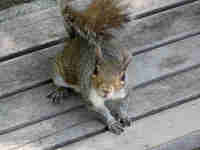 Écureuil gris Sciurus carolinensis