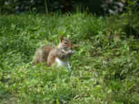 Écureuil gris Sciurus carolinensis