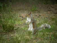 Écureuil gris Sciurus carolinensis