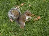 Écureuil gris Sciurus carolinensis