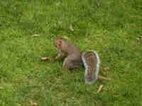 Écureuil gris Sciurus carolinensis