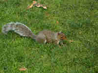 Écureuil gris Sciurus carolinensis