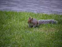 Écureuil gris Sciurus carolinensis