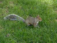 Écureuil gris Sciurus carolinensis