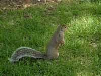 Écureuil gris Sciurus carolinensis