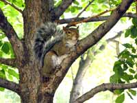 Écureuil gris Sciurus carolinensis