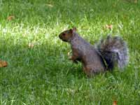 Écureuil gris Sciurus carolinensis