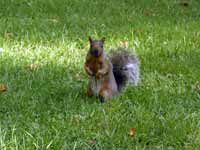 Écureuil gris Sciurus carolinensis