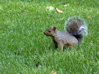 Écureuil gris Sciurus carolinensis