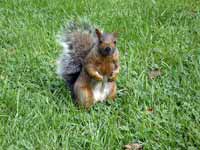 Écureuil gris Sciurus carolinensis