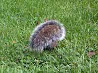 Écureuil gris Sciurus carolinensis