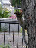 Écureuil gris Sciurus carolinensis